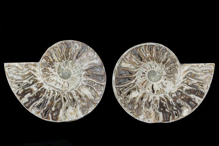 Choffaticeras (Daisy Flower) Ammonite - Madagascar #78358